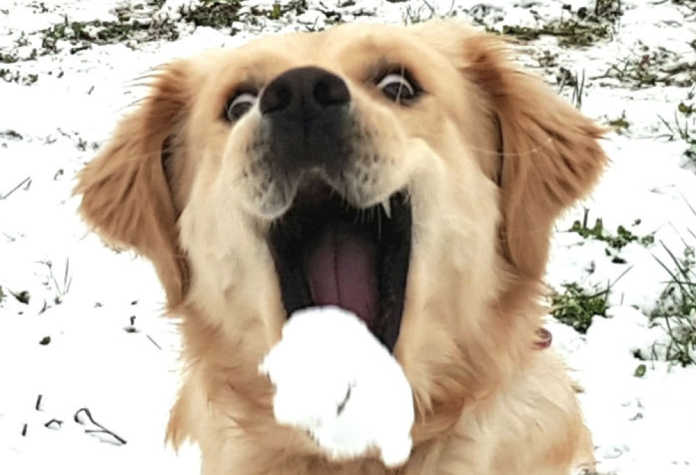 Le reazioni di 8 animali dolcissimi che vedono la neve per la prima volta