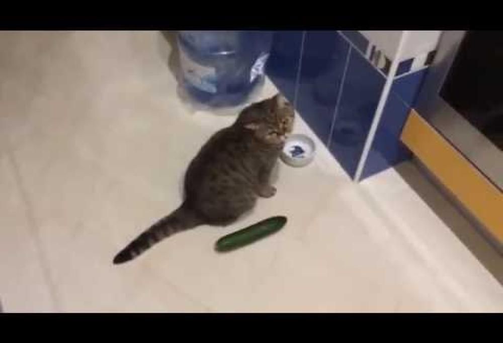 Perché i gatti temono i cetrioli?