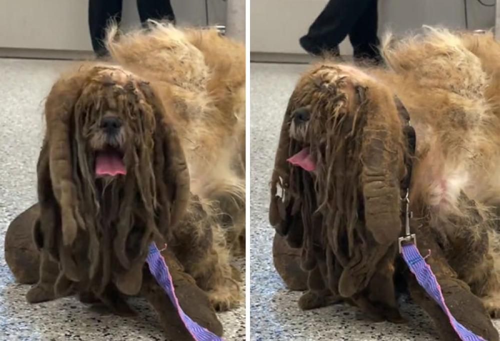 La metamorfosi di uno Shih Tzu vagabondo dopo la toelettatura: aveva 3 chili di pelo in eccesso