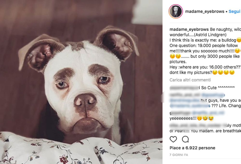 Vi presentiamo il cane più triste del mondo che ha conquistato tutti