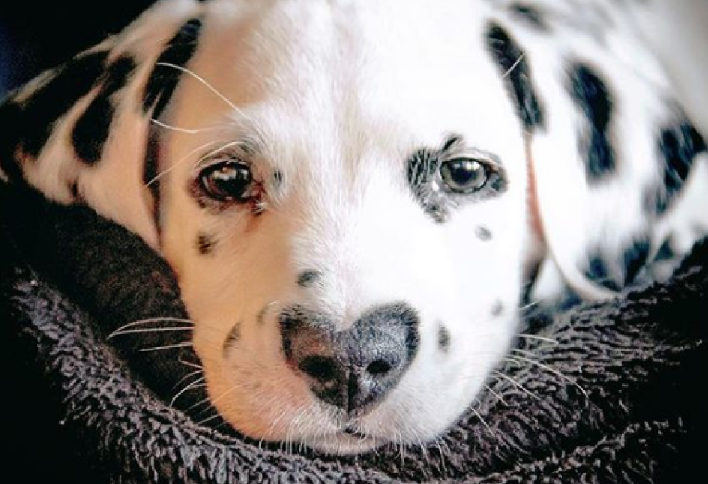 Ecco Wiley, il cucciolo di dalmata più tenero del mondo: ha il naso a forma di cuore