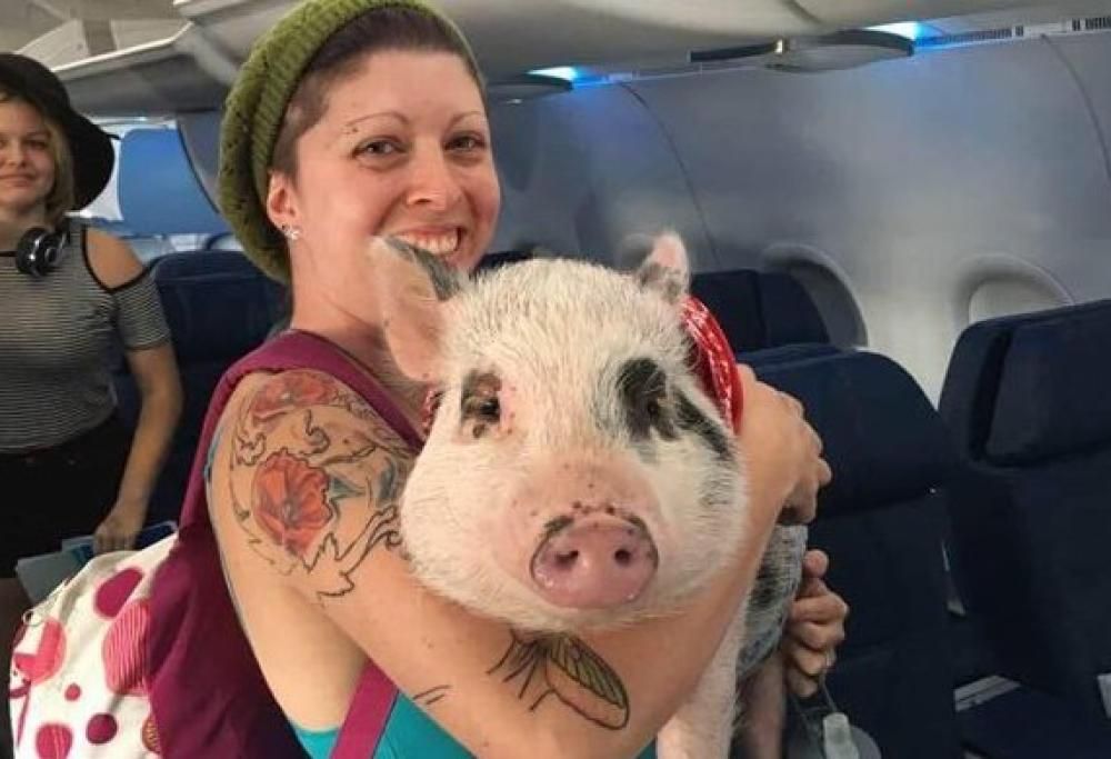 I 5 animali da supporto emotivo più bizzarri di sempre… da portare anche in volo