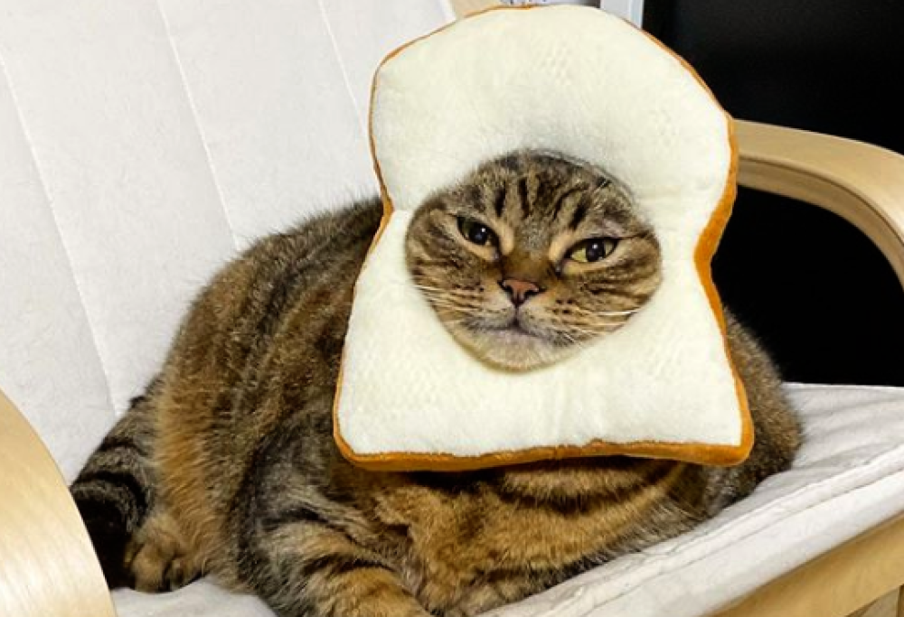 Questo gatto vi strapperà un sorriso con la sua espressione buffissima