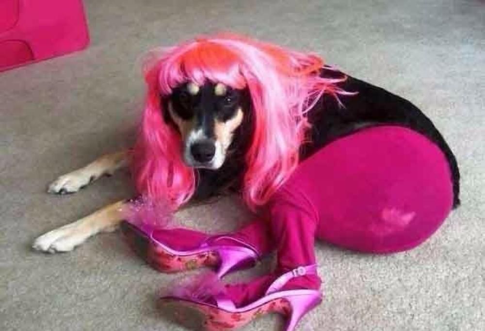 Cani e gatti multicolore: ecco come li hanno conciati