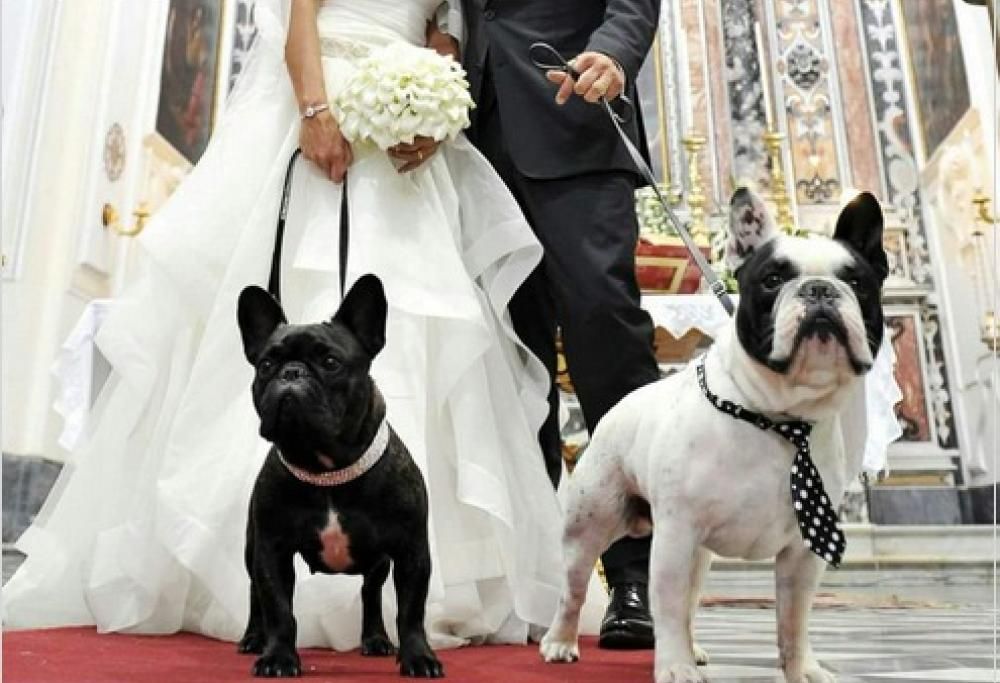 Volete il cane al vostro matrimonio? Ci pensa wedding dog sitter