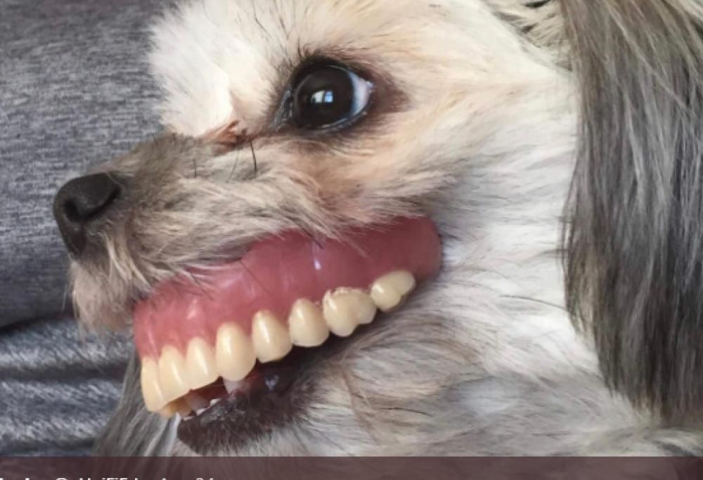 Il cane ruba la dentiera: ecco le divertenti immagini di Maggie