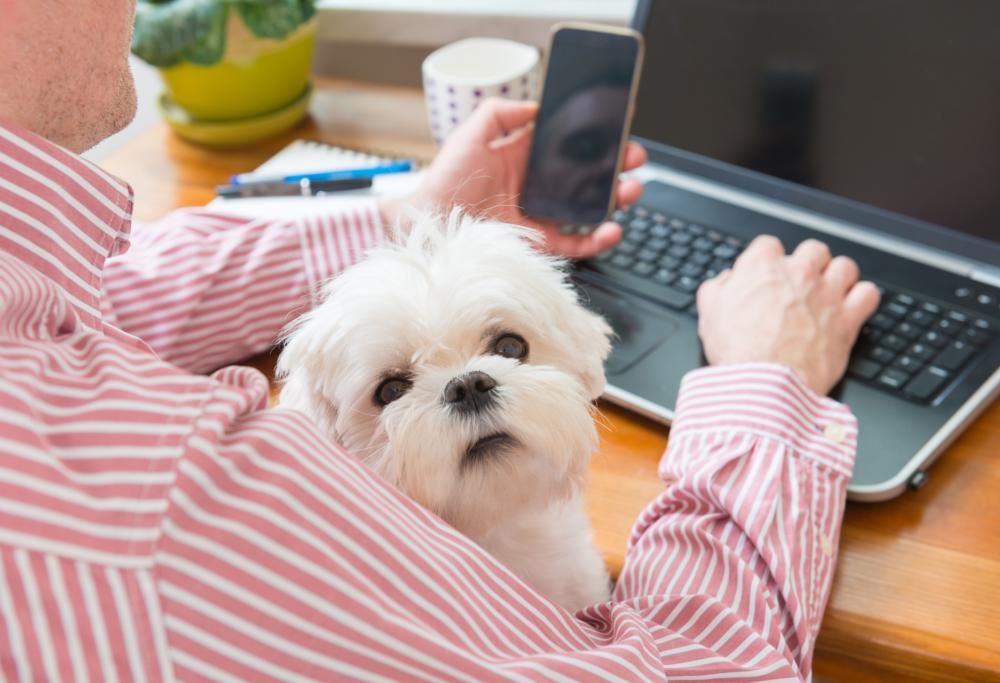 Giornata mondiale del cane in ufficio: portare il vostro quattro zampe con voi ha solo benefici