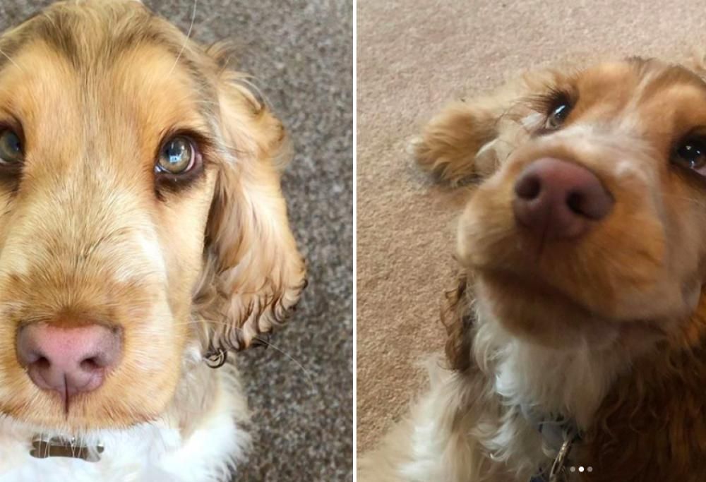 Questa cagnolina dalle ciglia lunghissime assomiglia a una Principessa Disney