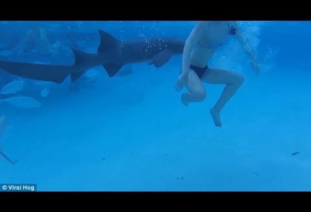 Questo video della sposina morsa dallo squalo sta facendo il giro del mondo