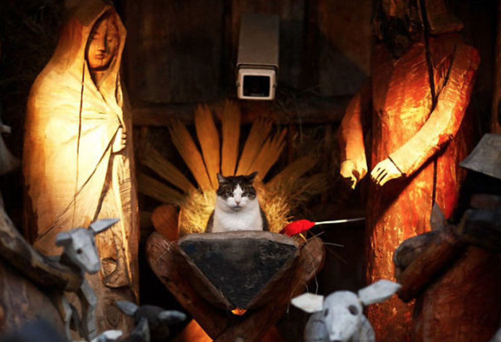 10 gatti che “impazziscono” per il presepe