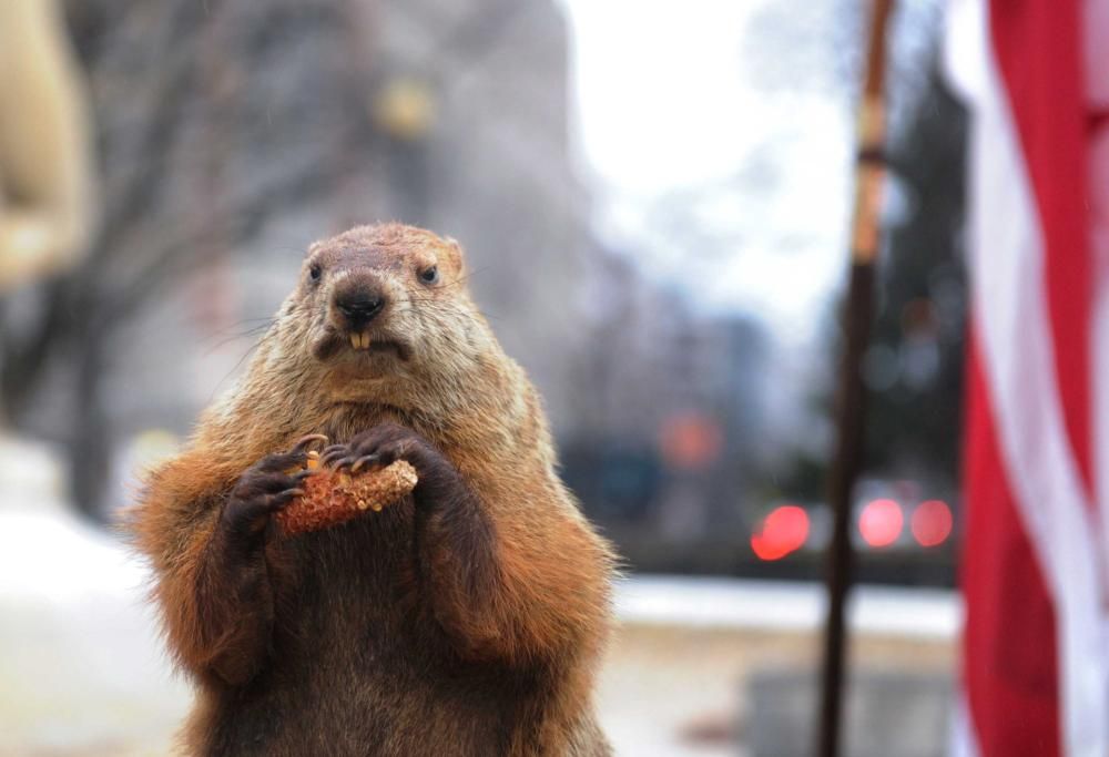 La primavera è vicina, parola di Phil la Marmotta metereologa!