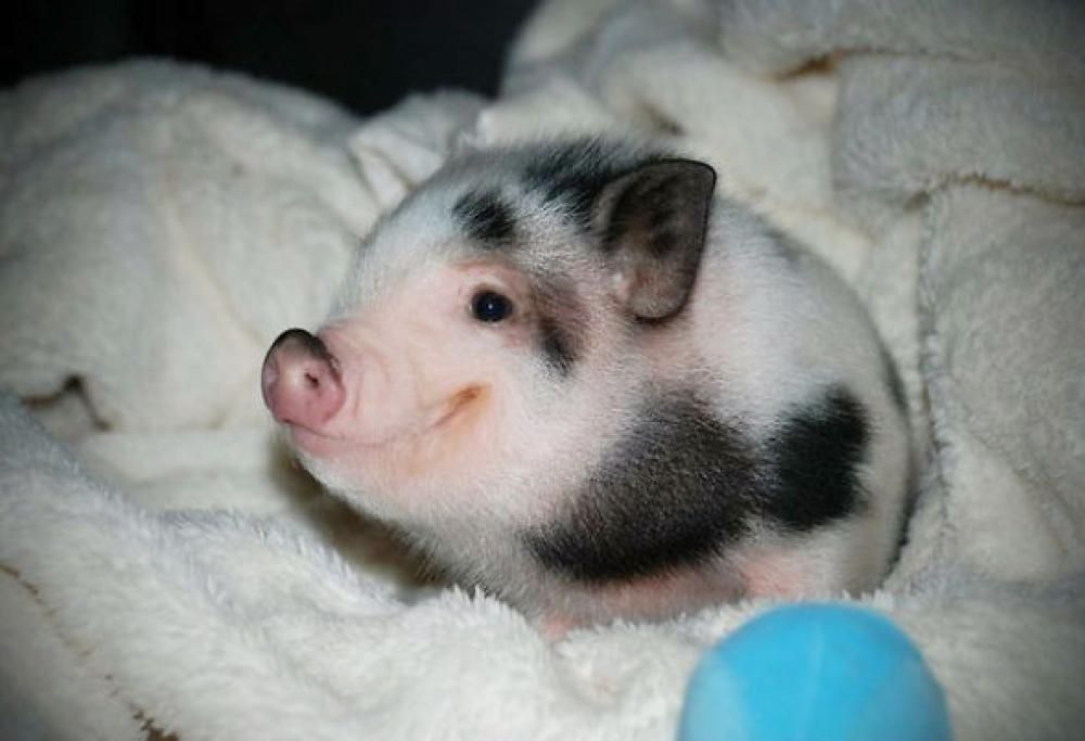 Sei triste? Queste 7 foto sono fatte per farti sorridere!