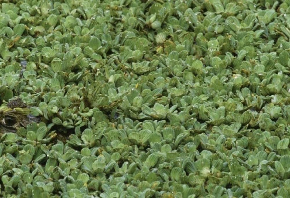 Riesci a trovare l’animale nascosto, senza guardare la soluzione?