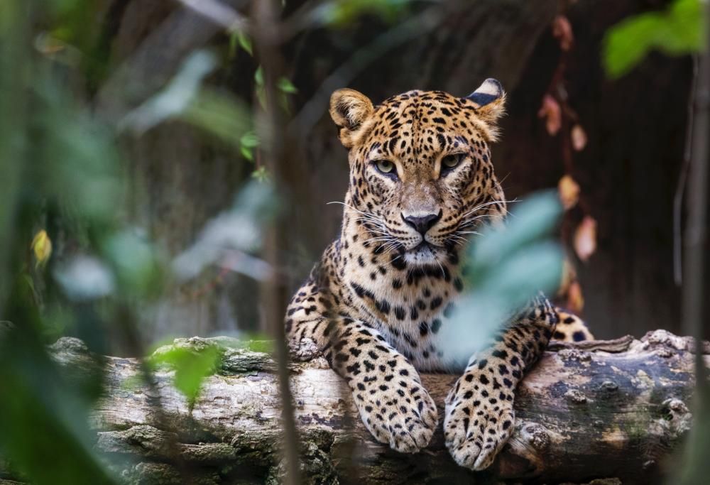 Cinque cose che è bene sapere per salvare la propria vita o quella degli altri