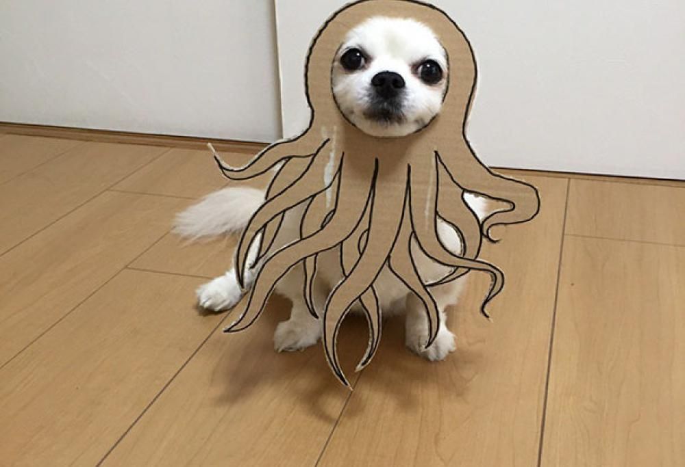 Quando anche i cani fanno i cosplay