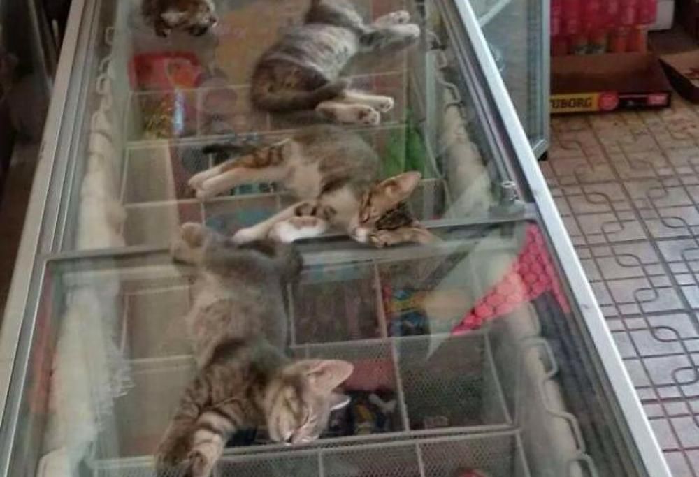 Ecco cosa può succedere quando fa davvero troppo caldo