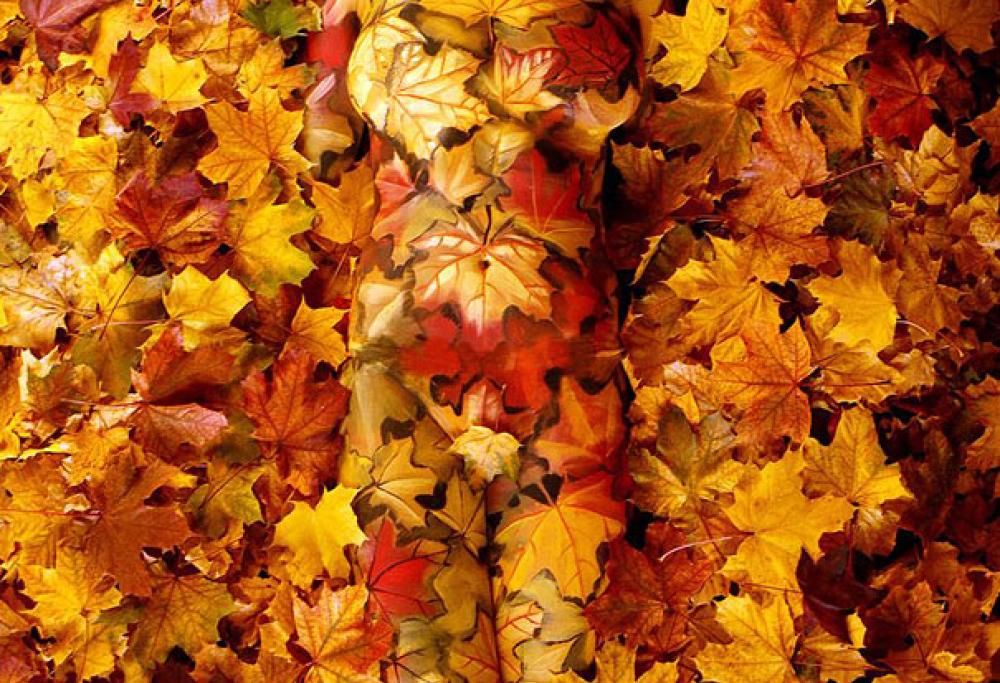 Le incredibili creazioni di un bodypainter italiano