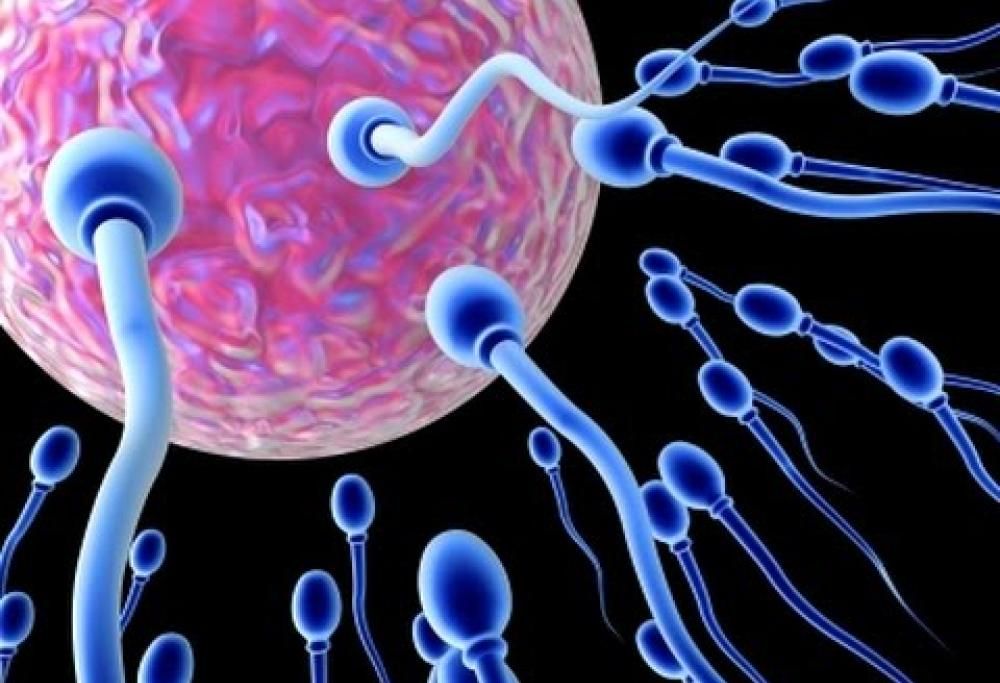 15 cose da sapere sugli spermatozoi