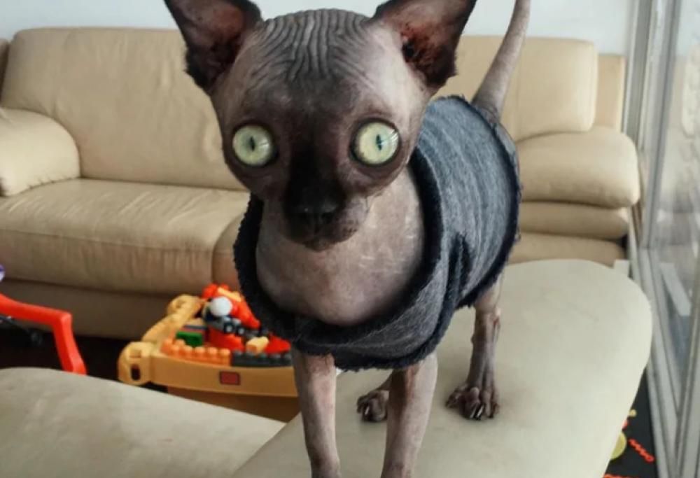 Questo dolce gattino shpynx è idrocefalo e assomiglia a un pipistrello