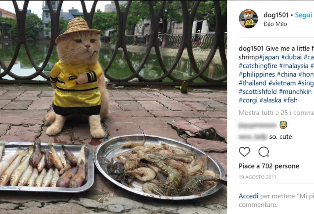 Questo gatto che vende pesce in Vietnam sta facendo impazzire tutti