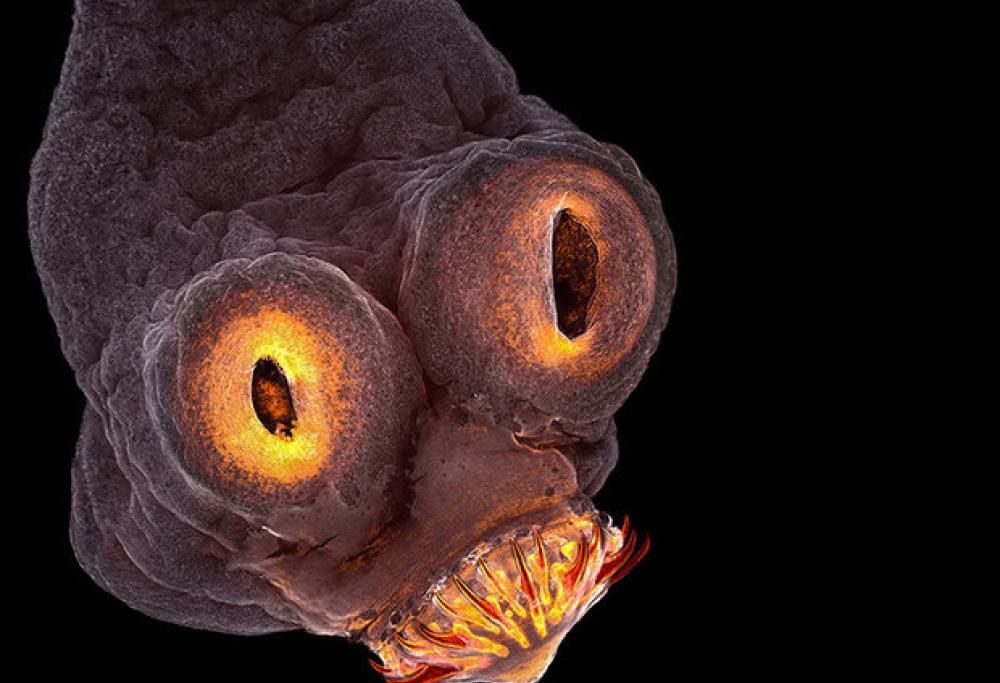 Le 5 migliori immagini scientifiche del 2017