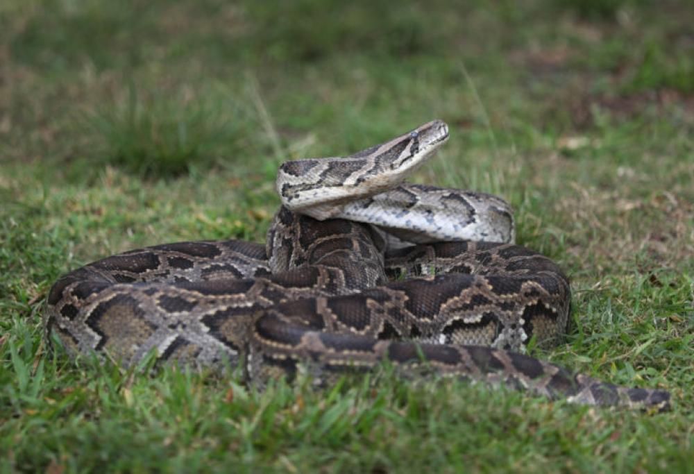 San Valentino: uno zoo darà il nome di un ex a un topo prima di darlo in pasto a un serpente!