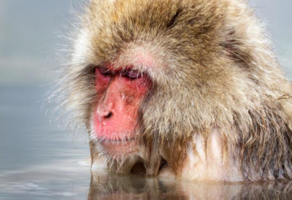 Macachi con “geni alieni”, lo zoo giapponese decide di abbatterli