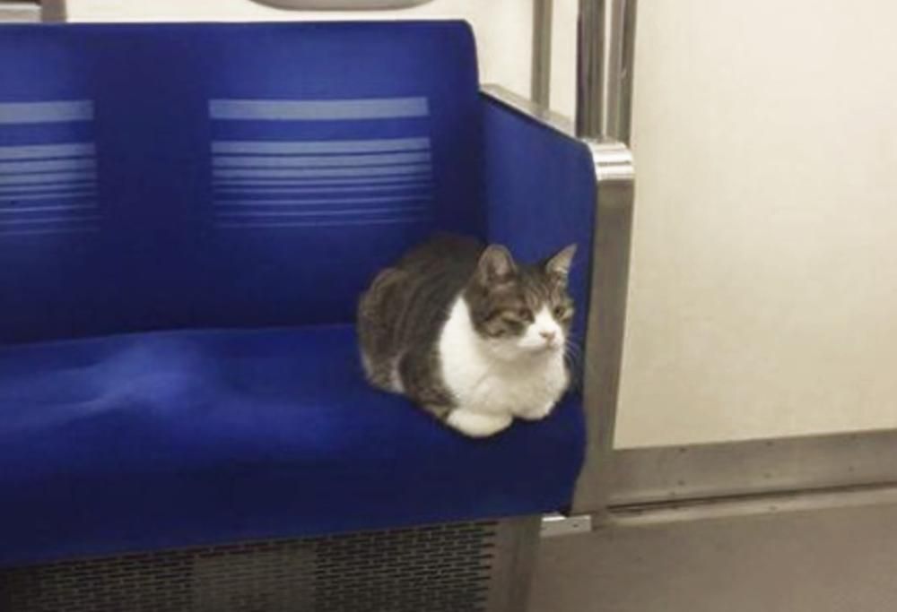 Il gatto che prende la metro!