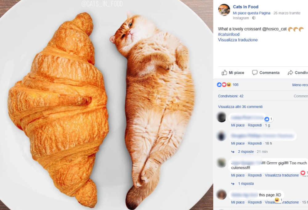 Le adorabili foto dei gatti photoshoppati nel cibo
