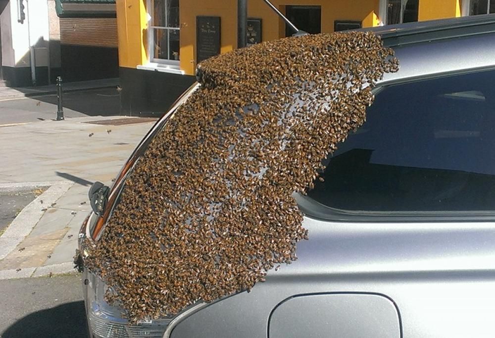 Sciame di 20.000 api seguono un auto per due giorni per salvare la regina intrappolata