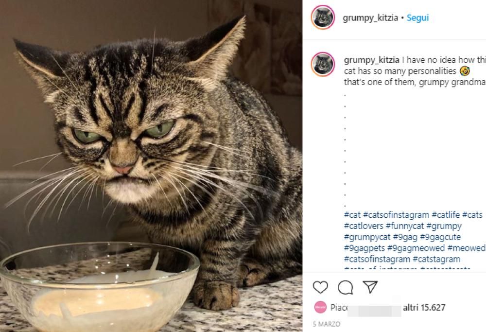 Ecco il nuovo Grumpy Cat… che sembra ancora più scontroso dell’originale