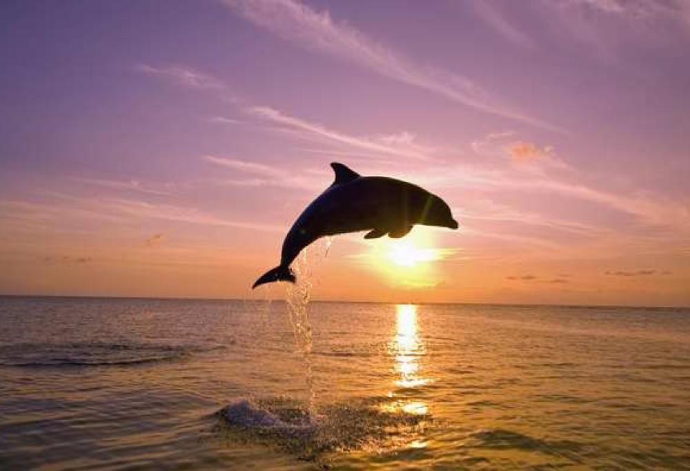 Quali sono gli animali più intelligenti del mondo?