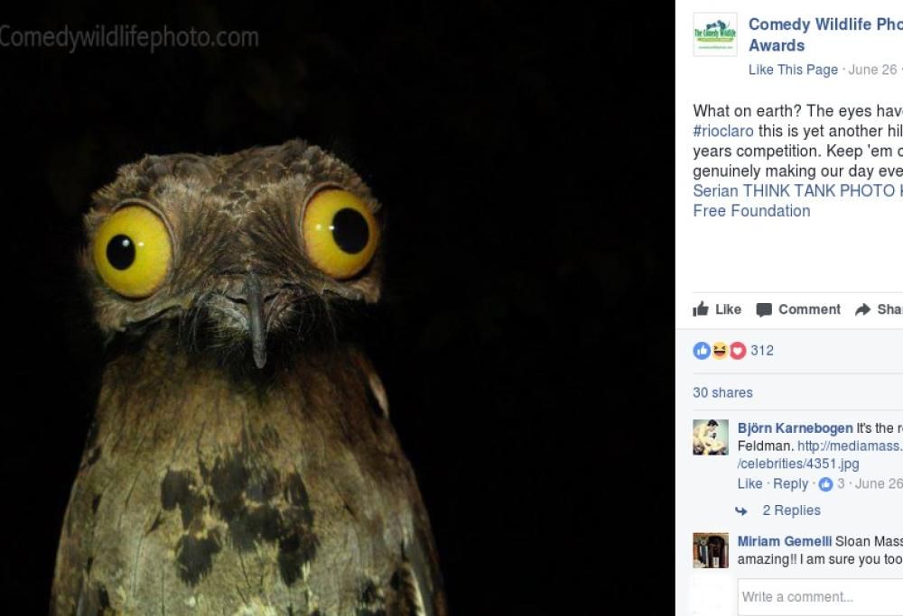 10 simpaticissime foto di animali nei loro habitat