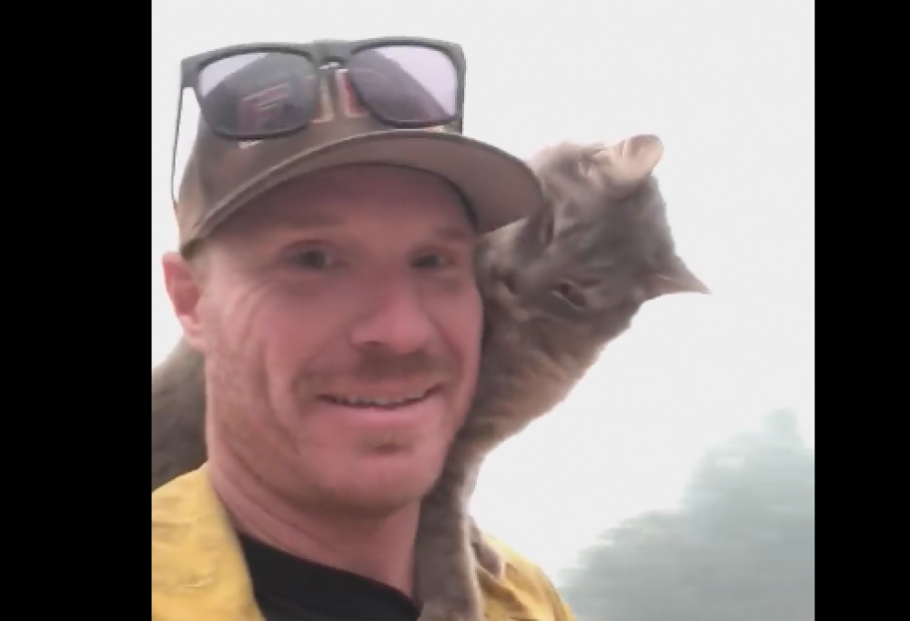 California: un pompiere salva un gatto dall’incendio e l’animale non vuole più lasciarlo