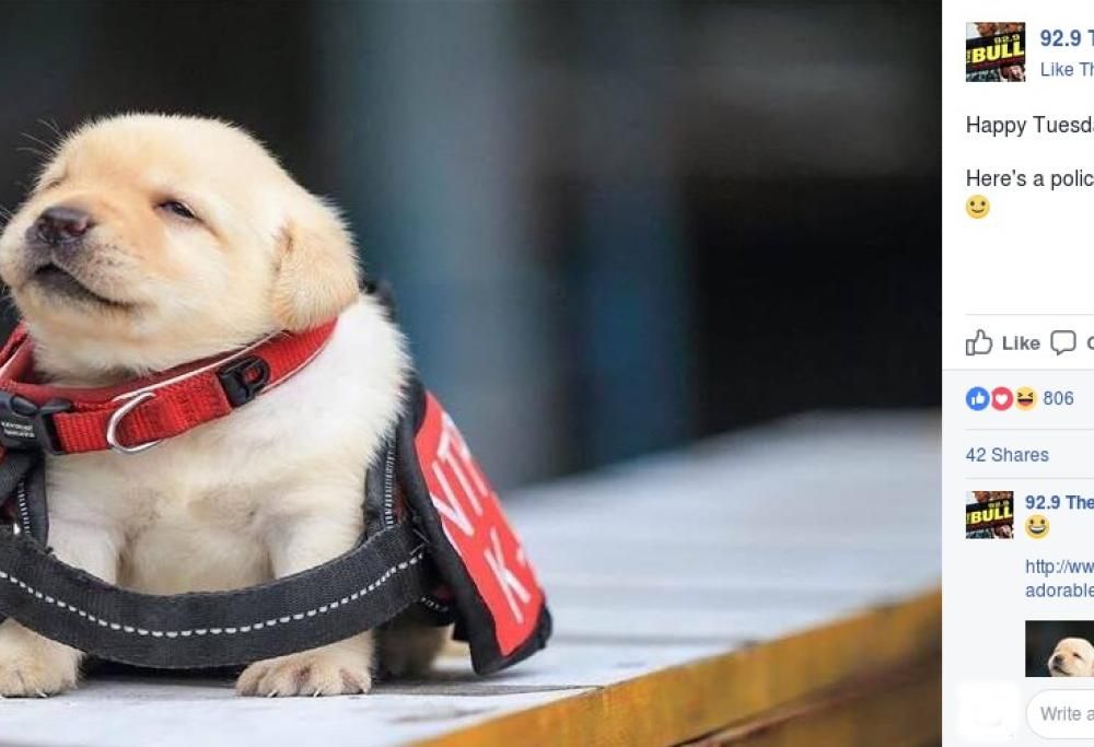 10 tenerissimi cuccioli al loro primo giorno… di lavoro!