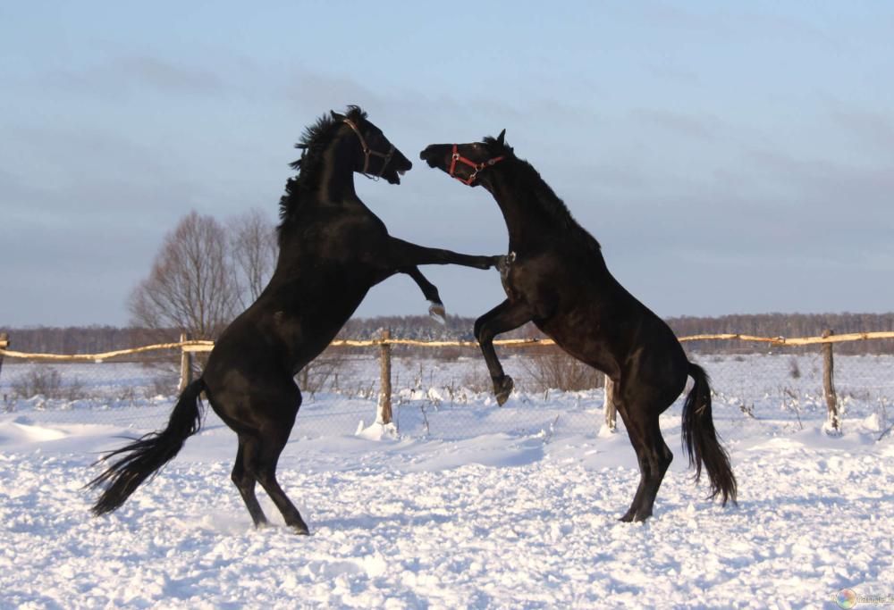 12 Ragioni assurde che hanno portato la gente in manicomio