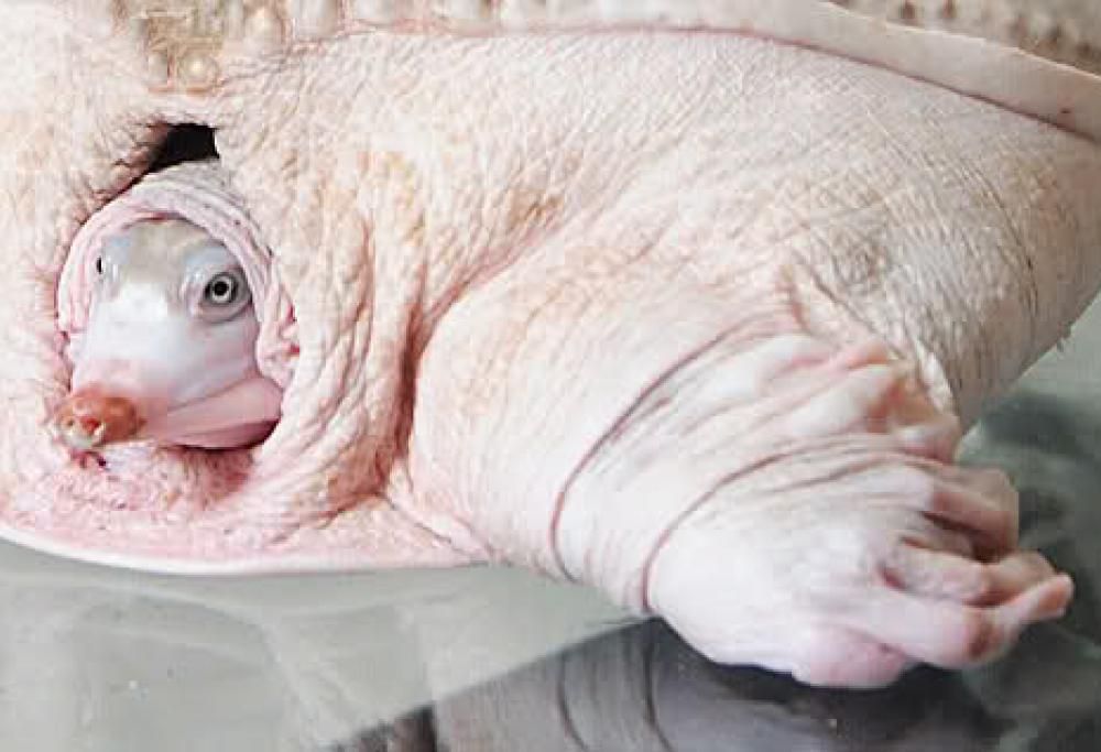 Ecco gli animali più strani del mondo