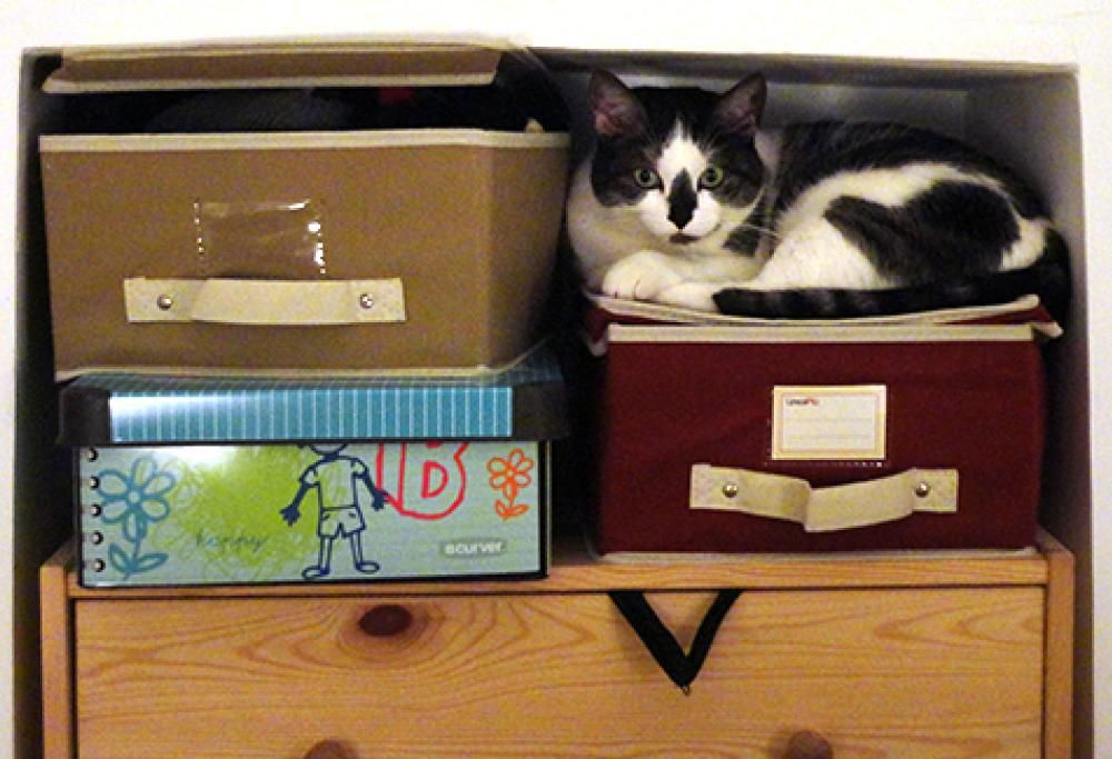 Una “nata disorganizzata”… ordinatissima!