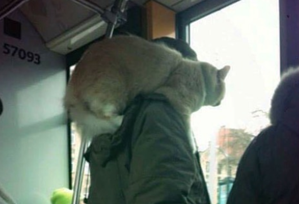 Le cose più assurde mai viste su un autobus