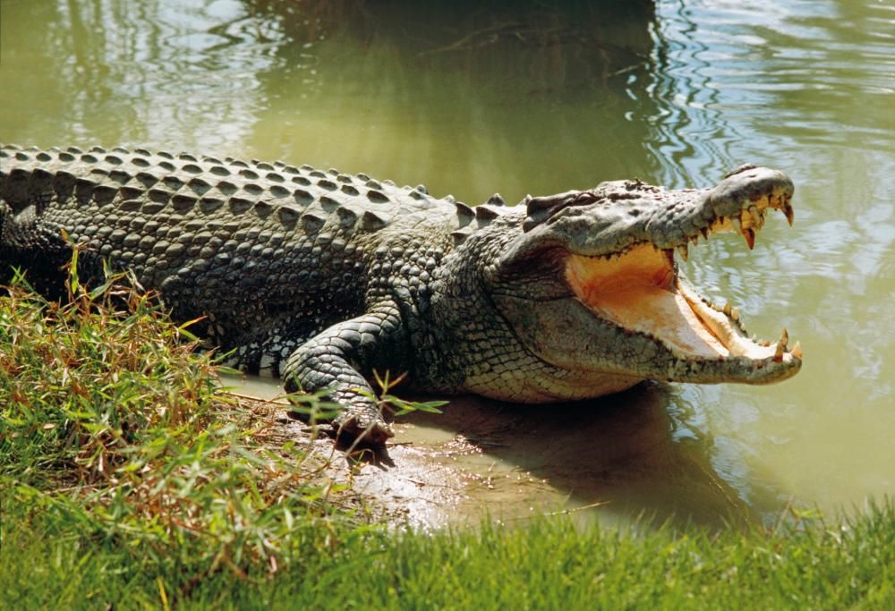 Coccodrillo rarissimo ucciso da uno zoo: aveva morso una dipendente