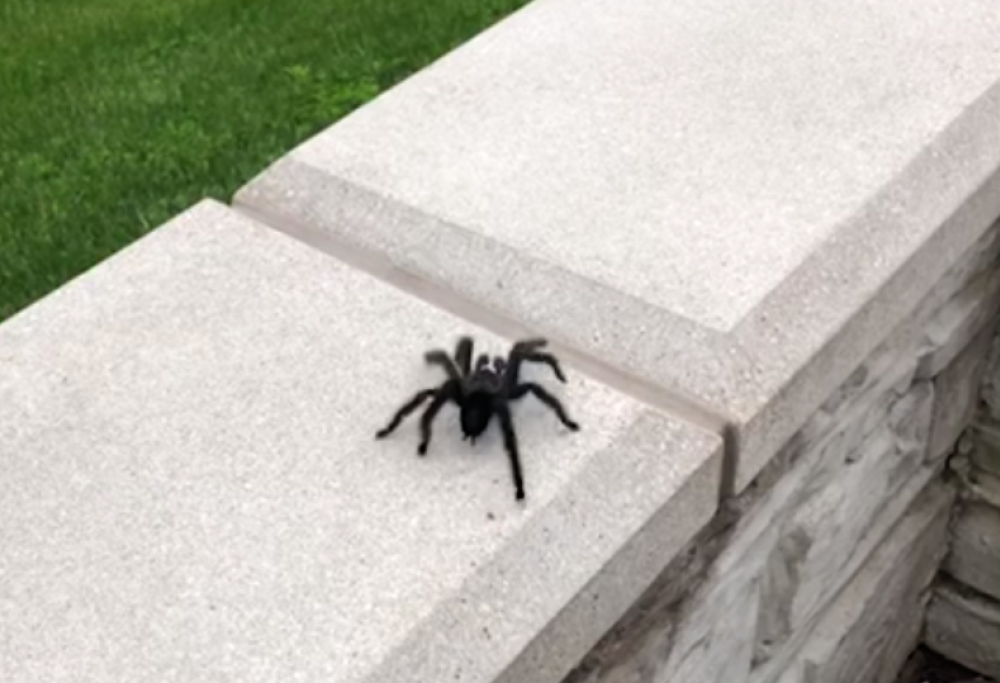 Hanno abbandonato una tarantola in un parco: le immagini