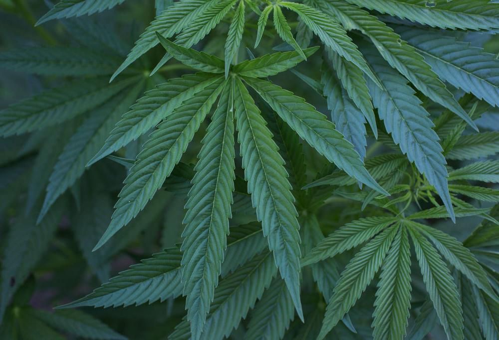 Ordinano contenitori di plastica e ricevono 30 kg di marijuana