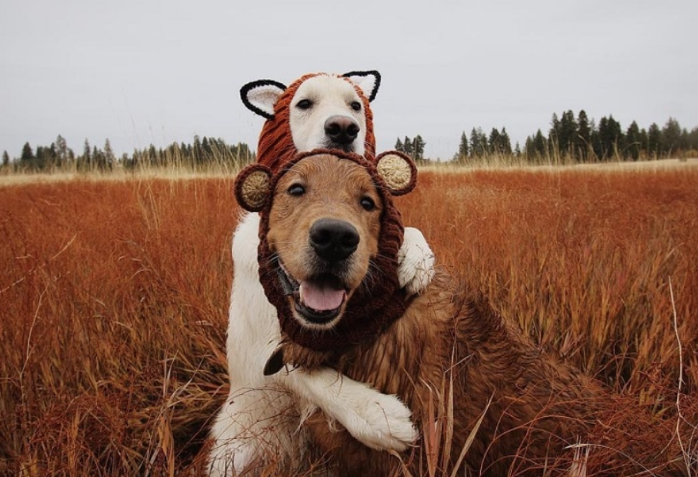 Le foto di questi tre pelosoni sono la cosa più dolce che vedrete oggi