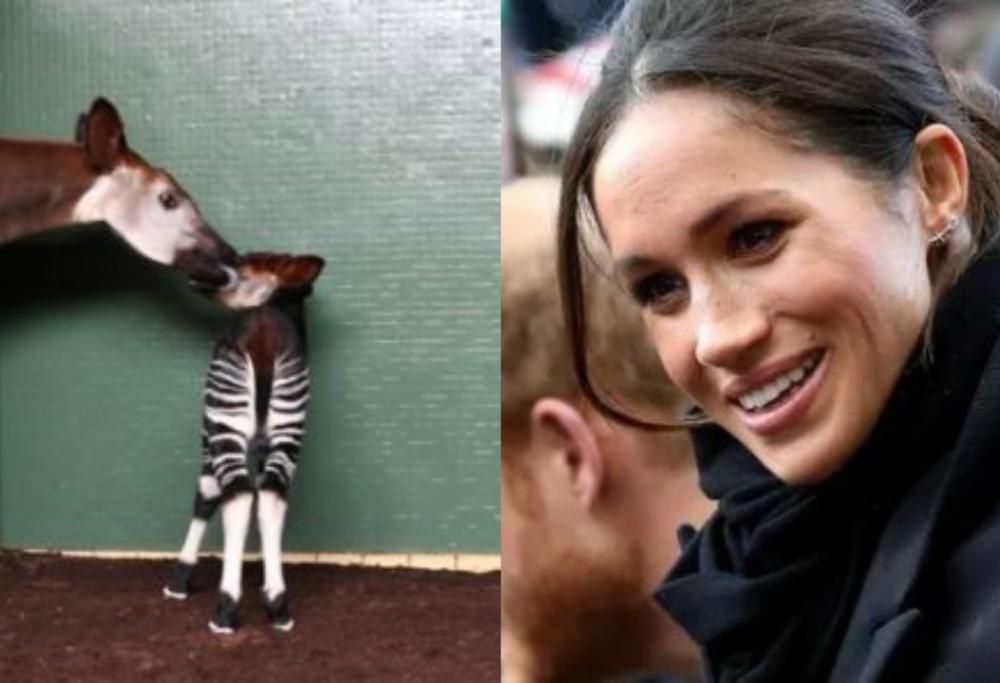 Lo zoo di Londra omaggia Meghan Markle chiamando un cucciolo di okapi con il suo nome
