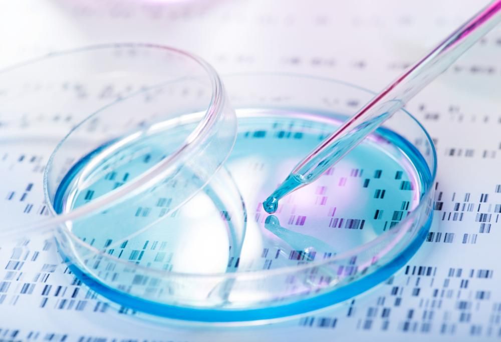 Embrione ibrido pecora-uomo creato in USA per trapianto d’organi