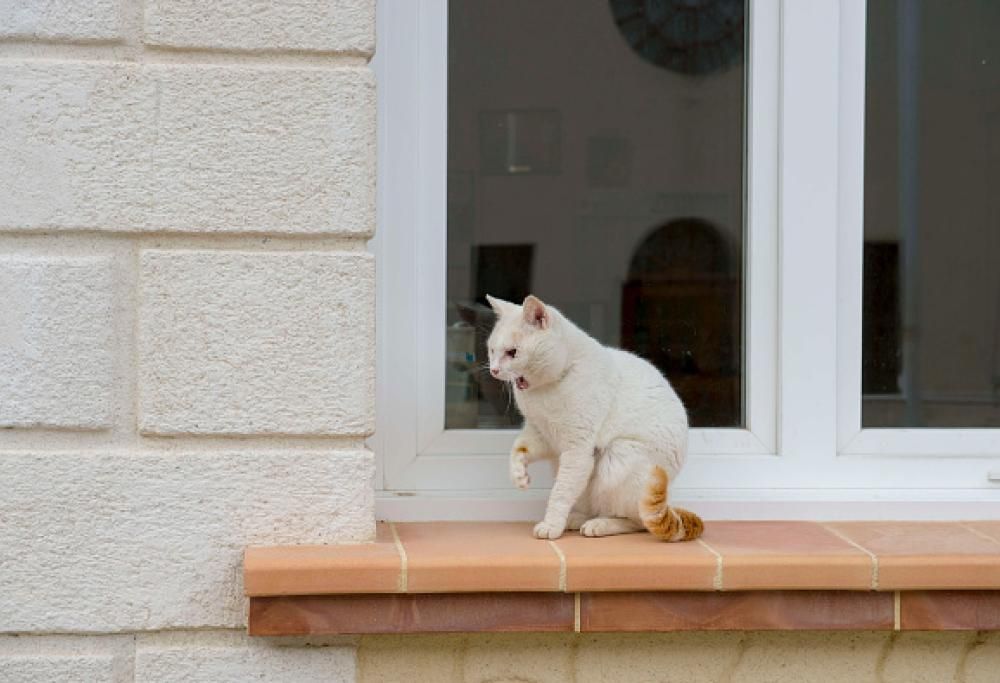Bologna: lascia in eredità casa e 350mila euro all’amica ma solo se si prenderà cura del gatto