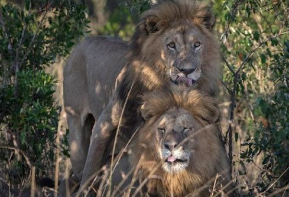 Un fotografo ha immortalato due leoni gay in una riserva naturale in Kenya. Lo scatto fa scalpore.
