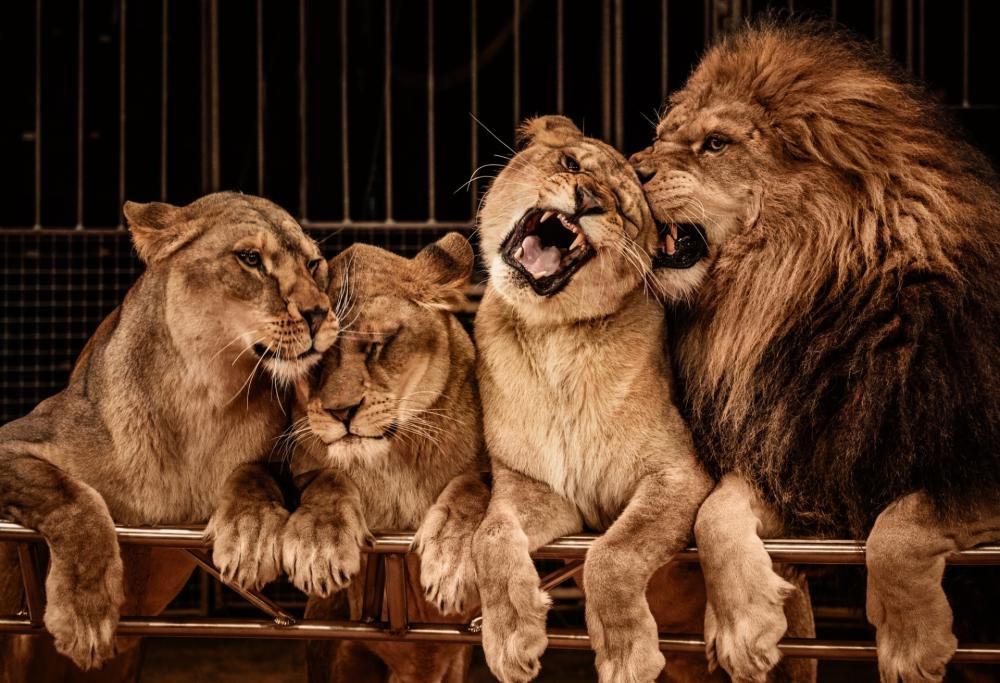 Basta animali nei circhi, approvata la legge che li tutela
