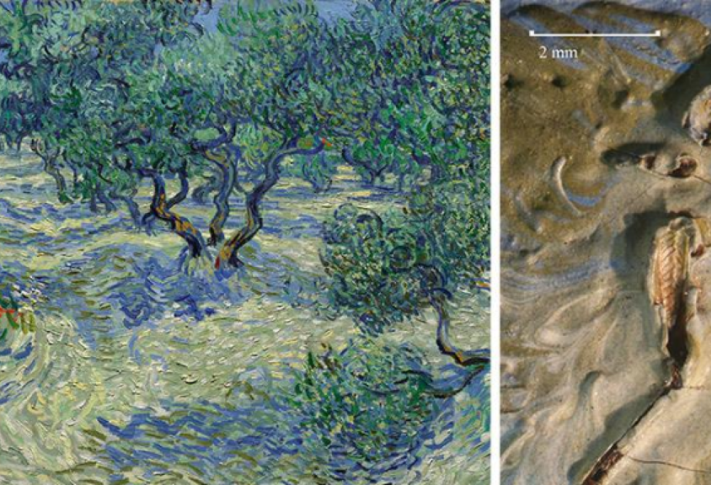 Scoperta una cavalletta (vera) nel quadro di Van Gogh