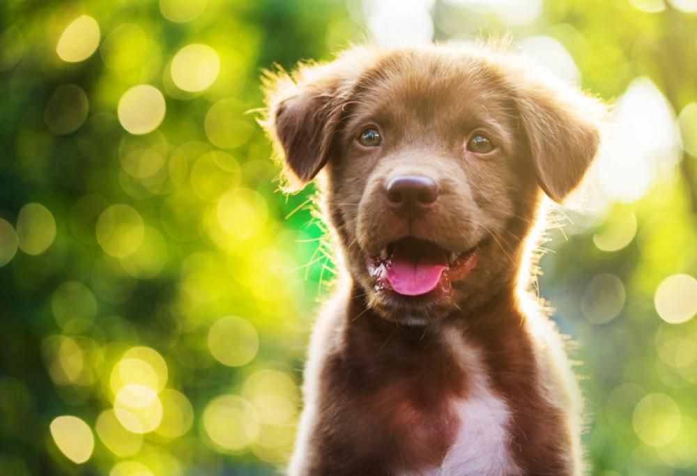 A New York apre il primo museo per cani